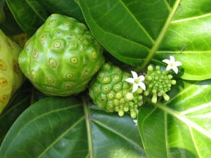 Noni-fruits-Puerto-Rico2 noni, Puerto Rico, Vieques