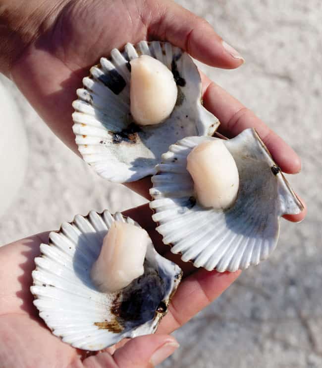 Florida culinary, Plantation on Crystal River, meeting planning