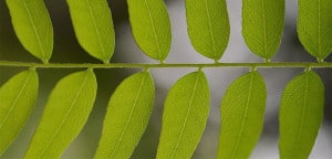 GMIC, green meetings