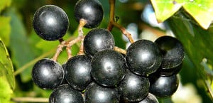 Muscadine, Raleigh, Adams Vineyards