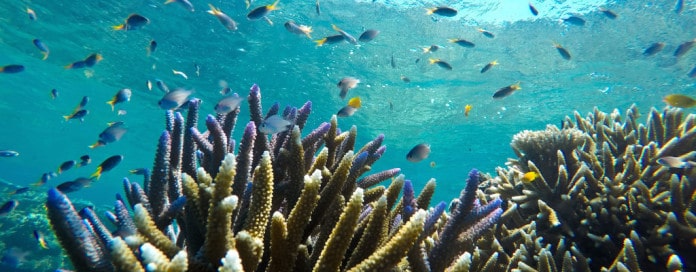 Sunlover Reef Cruises