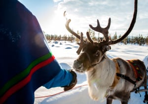 YOUR FOCUS KEYWORD, Sami with reindeer, northern Sweden, corporate meeting planning