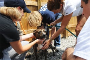 ASAE-attendees-join-forces-with-Stray-Rescue-St ASAE, meeting planning