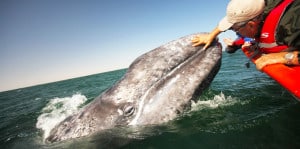 Whales-Safari-Mexico-San-Ignacio-Las-Ventanas-al-Paraiso