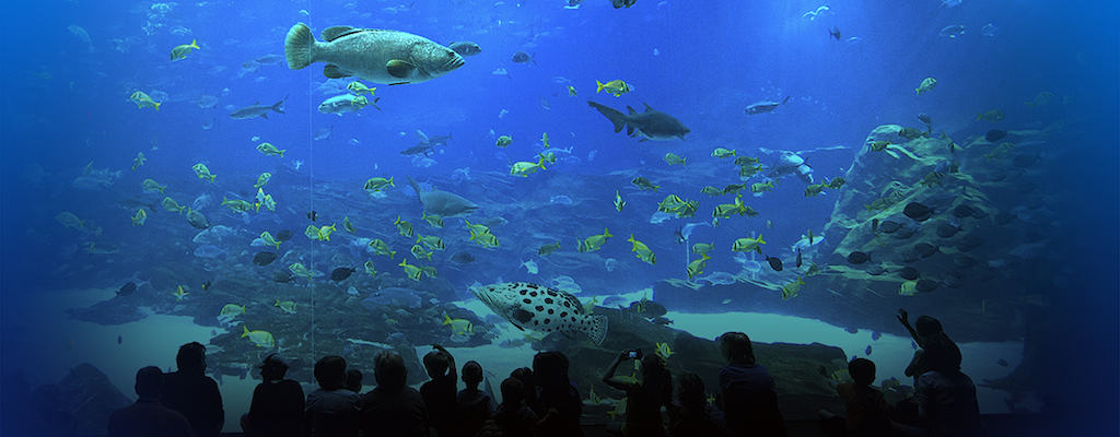 Attendees Meet Amidst Beluga Whales at Georgia Aquarium