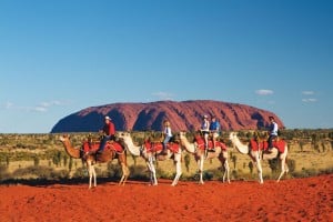 Camel riding in the Uluru Kata Tjuta National Park with Uluru Camel Tours