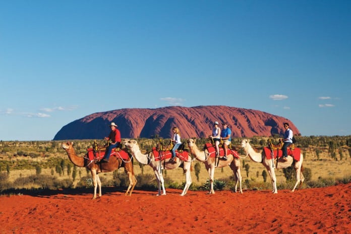 Camel riding in the Uluru Kata Tjuta National Park with Uluru Camel Tours