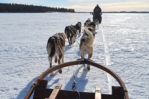 Sweden-Dog-Sledding Dog sledding in Sweden