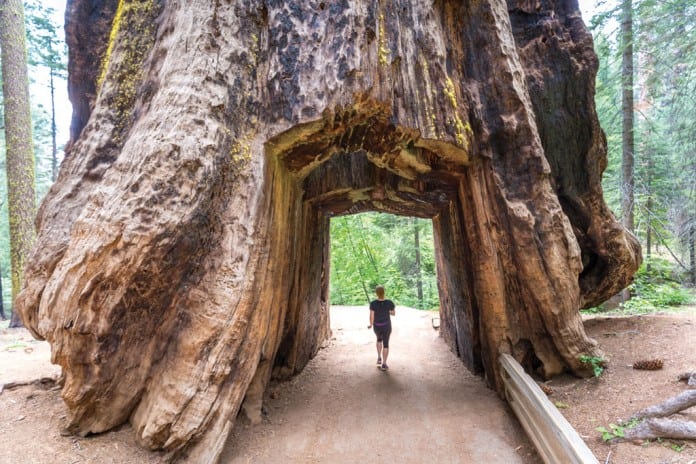 Running-through-the-Big-Trees-Yosemite