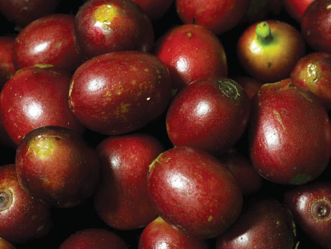 Costa Rica Embraces Sustainable Gastronomy