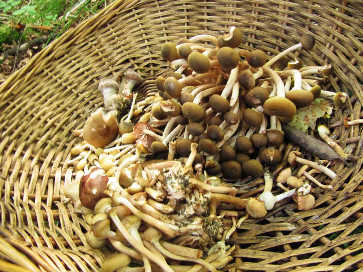 Joining the Food Revolution One Event at a Time