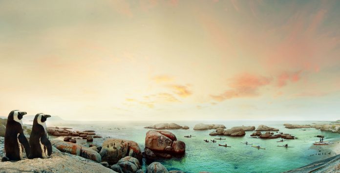 Penguins-on-the-shore-photo-credit-South-Africa-Tourism