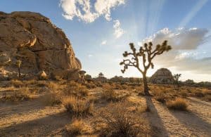 Joshua-Tree Joshua Tree National Park, national parks, National Park Service, Trump administration, hiring freeze, Independence National Historical Park, Badlands National Park, Twitter