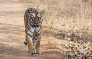 Jungle-Book-India The Heart of India, Madhya Pradesh, The Jungle Book, India
