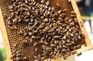 New-York-Hilton-Midtown-Bees New York Hilton Midtown, bee program, bees, New York, team building
