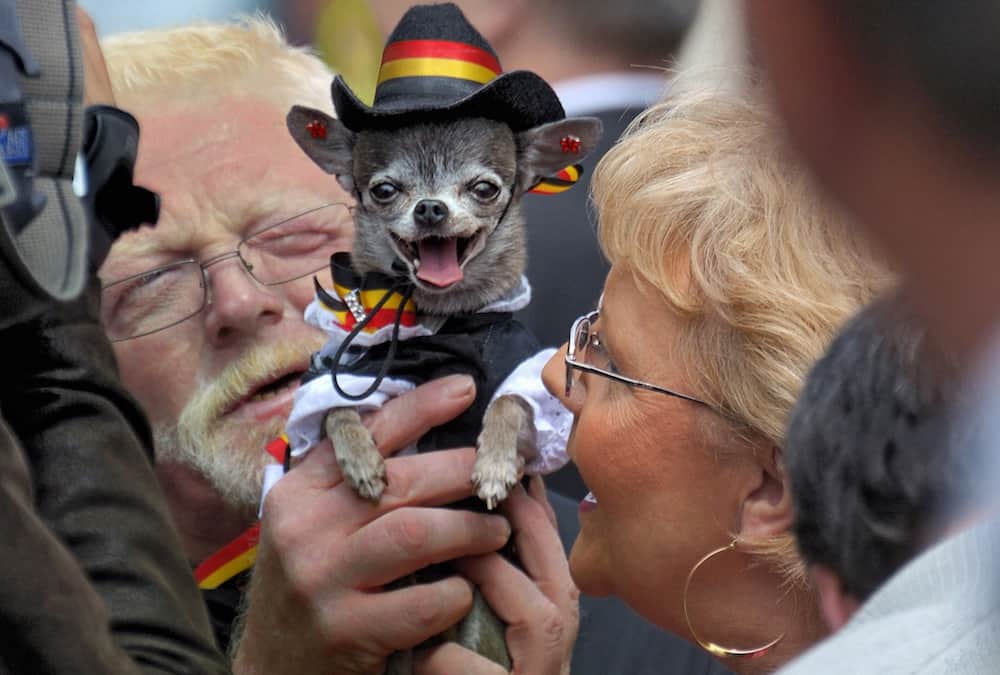 emotional support animals, airlines, American Airlines, United, Delta, airline restrictions