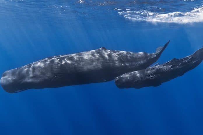 world-ocean World Oceans Day, Iberostar Group, Spain, ocean, plastics, single-use plastic, corporate social responsibility, CSR