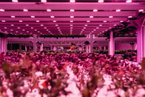 HyCube-Horticulturalist HyCube, faux meat, food innovations, food and beverage, F&B, Orlando World Center Marriott, hydroponic vegetable production