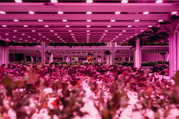 HyCube, faux meat, food innovations, food and beverage, F&B, Orlando World Center Marriott, hydroponic vegetable production