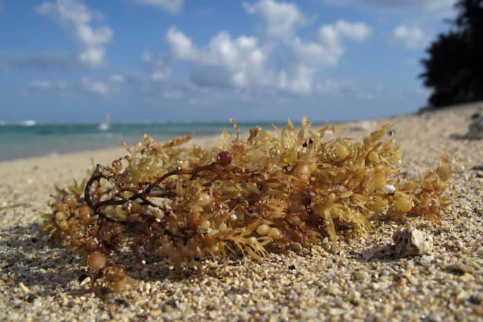 Sargassum seaweed, Florida, Caribbean, Mexico, Gulf of Mexico, Industry News, Hot Topics