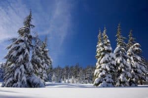 winter-festivals-2019 winter festivals