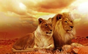 MGM-Lion-and-Lioness Women's History Month