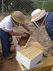 Hyatt Regency Tamaya has two new beehives.