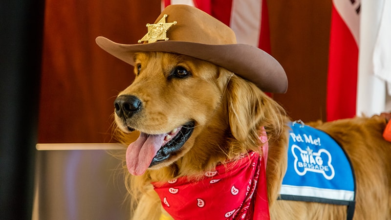 Air Travel—For the Dogs