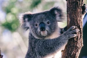 Koala at Taronga Zoo, Sydney, NSW Australia