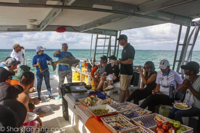 Shark Tagging with Florida Scientists Shark Tagging with Florida scientists is a recommended immersive activity