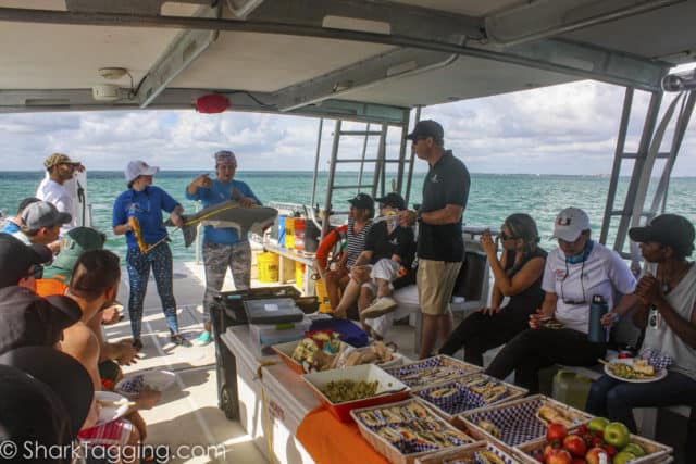 Shark Tagging with Florida scientists is a recommended immersive activity