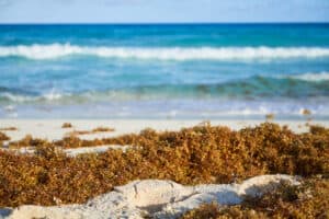 sargassum sargassum