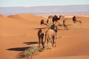 camel rides camel rides