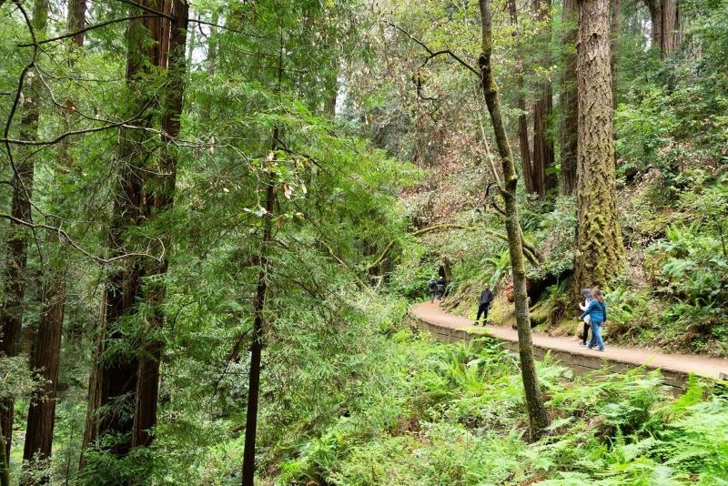 Visitors hike on the Hillside Trail at Muir Woods. Photo by Alison Taggart-Barone/NPS